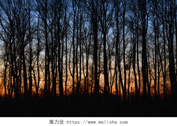 黄昏时分的小树林在树林的秋天的树林日落